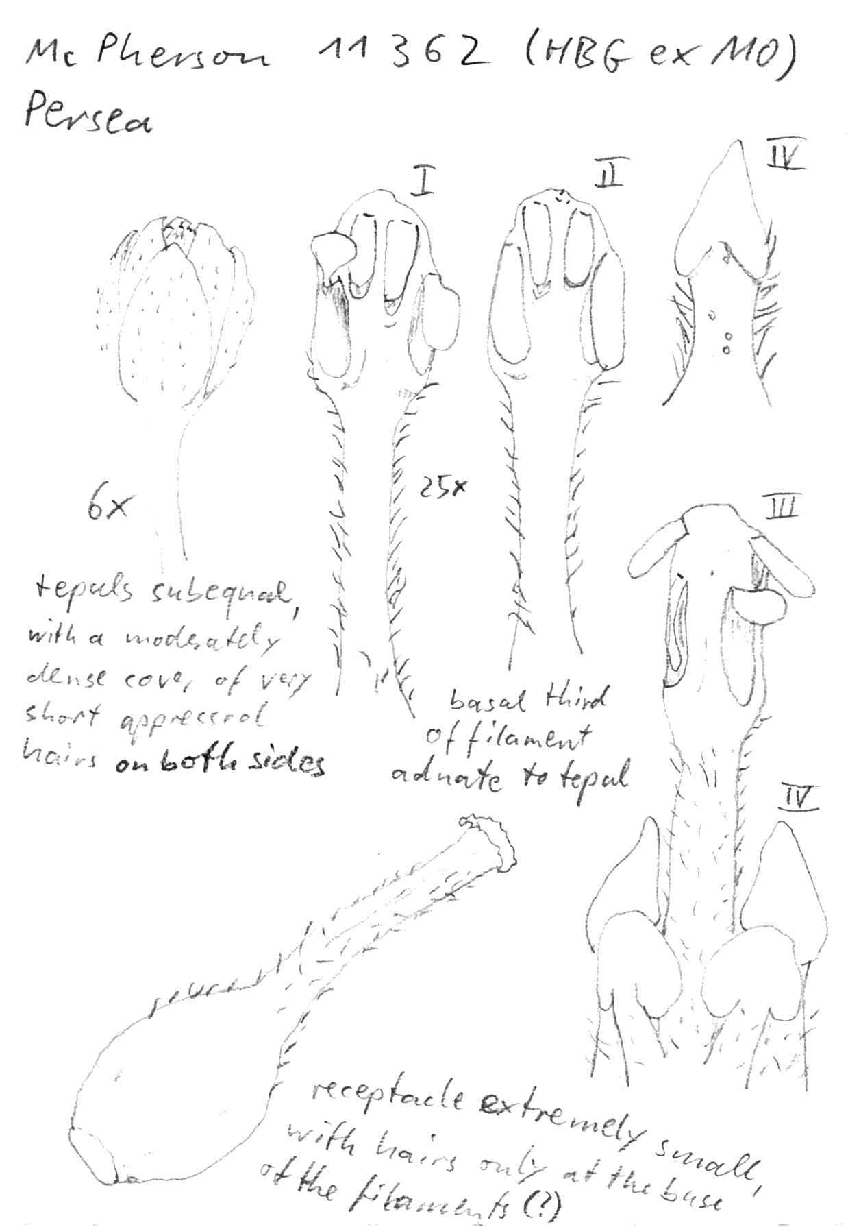 Vorschaubild Persea spec., McPherson 11362